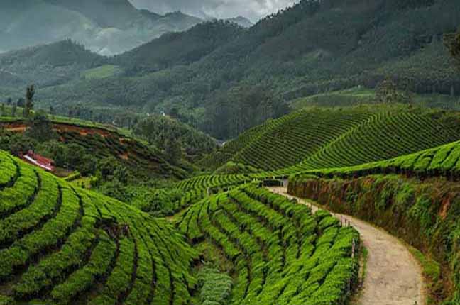 Valparai Tour: Sholayar Dam & Tea Estates